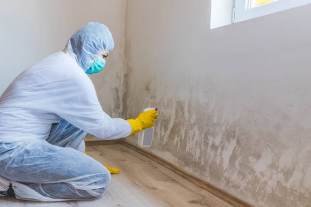 Licensed Basement Mold Remediation service in Manchester, MI - WQB Mold Removal