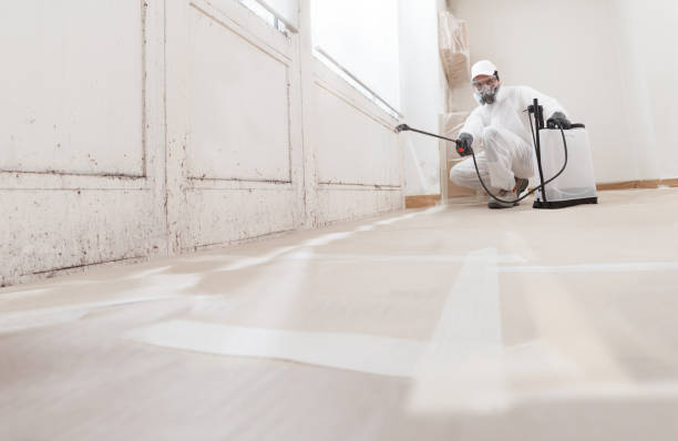 24/7 Emergency Basement Mold Remediation experts in Manchester, MI