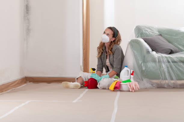 Reliable Basement Mold Remediation contractor in Manchester, MI by WQB Mold Removal